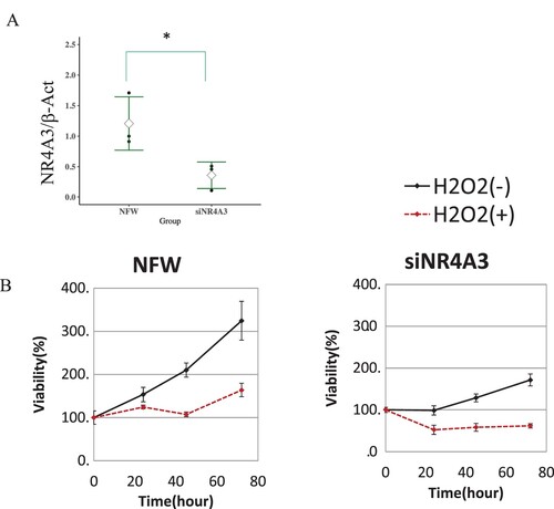 Figure 3. Effect of siRNA targeting NR4A3 on cell viability. A. After addition of siNR4A3 to 1.1B4 cells, total RNA was extracted and expression of NR4A3 was measured by RT-qPCR using the Cyber green method under Condition B described in the Supplemental Material (n = 3; * p < 0.05). B. After addition of siNR4A3, the 1.1B4 cells were incubated with 100 mM of H2O2, and cell viability was measured by MTT assay (n = 5). NFW: nuclease free water-added cell; siNR4A3: siRNA of NR4A3-treated cell.