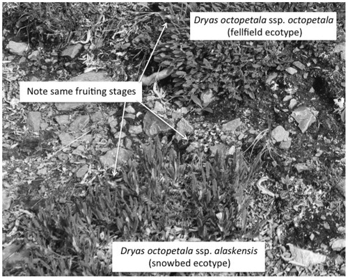 FIGURE 3. Snowbed (below) and fellfield (above) Dryas octopetala clones growing next to each other in the Gravel Pad site—a juxtaposition rarely seen in undisturbed tundra. This image also shows identical fruiting stage of the two ecotypes.