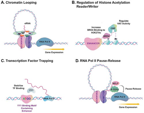 Figure 2. Mechanisms underlying eRNA-RBP interaction and gene transcriptional regulation.