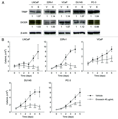 Figure 2. (A) Effect of enoxacin on the expression of TRBP and DICER. Protein expression of TRBP and DICER was analyzed by Western Blot in LNCaP, 22Rv1, VCaP, DU145 and PC-3 cell lines after exposure to enoxacin 40 μg/mL or DMSO (vehicle) at day five. The picture is representative of three independent experiments. β-actin was used as a loading control and the relative density of bands was densitometrically quantified. (B) Effect of enoxacin on PCa cell viability. Cell viability was evaluated by MTT assay in LNCaP, 22Rv1, VCaP, DU145 and PC-3 cell lines after exposure to enoxacin 40 μg/mL or DMSO (vehicle) for 5 d. The number of cells/mL is shown as mean of three independent experiments performed in triplicates ± SD. Statistical significance (enoxacin vs. vehicle) was tested using the two-sided Student’s t-test *p < 0.05, **p < 0.01, ***p < 0.001, compared with vehicle group.