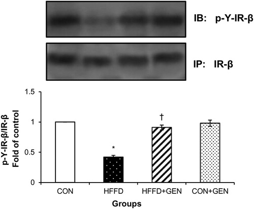 Figure 4. Effect of genistein on IR-β tyrosine phosphorylation in liver of experimental animals after insulin stimulation. The extent of IR-β tyrosine phosphorylation was assessed by the anti-phosphotyrosine western blot of IR-β immunoprecipitates. Blots were stripped of bound antibodies and re-probed with anti-IR-β antibody for normalization. Densitometric quantification of phosphotyrosine IR-β to IR-β is expressed as fold change with respect to control. Data are expressed as mean ± SD of six mice. IP, immunoprecipitation; IB, immunoblotting; *p < 0.05 compared to control; †p < 0.05 compared to HFFD.
