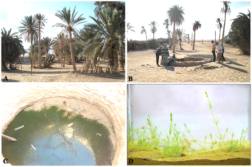 Figure 1. Ayun Musa thermal springs (A, B). Chara vulgaris population Linn. (C). C. vulgaris from the Springs of Moses cultivated in a glass vessel on a layer of fine sand, and showing nodes, internodes, and lateral branchlets (D).