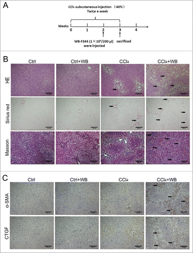 Figure 1. HPC transplantation aggravated rat liver fibrosis in the CCl4-induced rat liver fibrosis model. (A) Schematic of the animal experiment (see Methods for details). (B) HE and Sirius Red staining indicated the extent of liver fibrosis, and collagen deposition was examined by Masson's trichrome staining.(C) The expression of α-SMA and CTGF was determined by immunohistochemical staining, brown showed positive expression (n = 5).