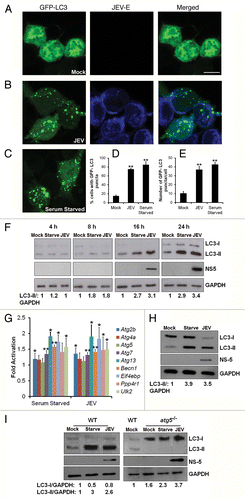 Figure 1. JEV infection leads to accumulation of autophagosomes in host cells. (A–C) Neuro2a cells transfected with GFP-LC3 (green, left panels), were mock-infected (A), infected with JEV (MOI 5, 24 h) (B), or serum-starved for 12 h (C). Cells were fixed and stained with JEV-E antibody (blue, middle panels). The merging of the 2 signals is shown in the right panels. Scale bar: 10 µm. (D and E) Quantification of cells showing punctate distribution of GFP-LC3 (D), and the number of GFP-LC3 puncta per cell (E). (F) Mock-infected, serum-starved and JEV-infected Neuro2a cells were lysed at the indicated times postinfection and poststarvation. Lysates were analyzed by western blotting with LC3, JEV, NS5 (infection control), and GAPDH (loading control) antibodies. (G) Quantitative PCR (qPCR) of autophagy genes in Neuro2a cells that were mock-infected, serum-starved (12 h), or infected with JEV (MOI 5, 24 h). The graph shows the relative increased expression of gene transcription normalized to mock-infected samples. Values represent mean ± SD of 3 independent experiments. (H and I) Vero cells (H), WT and atg5−/− MEFs (I) were mock-infected, serum-starved (12 h) or infected with JEV (MOI 5, 24 h). Western blots were done using LC3, JEV, NS5, and GAPDH antibodies. The ratio of LC3-I/GAPDH and LC3-II/GAPDH was calculated as shown below the representative blots. The Student t test was used to calculate P values. *P < 0.05, **P < 0.01.