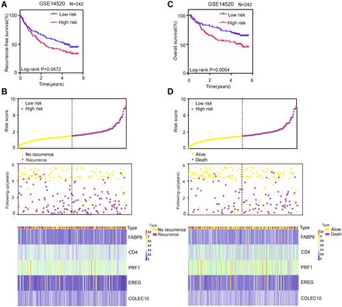 Figure 4 Validation of the TME-related prognostic signature in the validation set (GSE14520). (A) K-M curves of RFS of low- and high-risk groups. (B) The distribution of risk scores, patient recurrence-free status and gene expression levels. (C) K-M curves of OS of low- and high-risk groups. (D) The distribution of risk scores, patient recurrence-free status and gene expression levels.