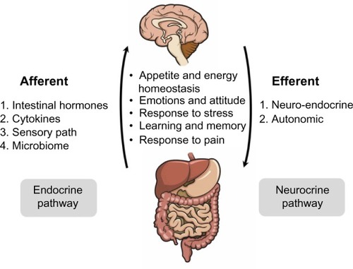 Figure 2 Gut–brain axis.