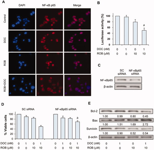 Figure 7. Effects of ROB and DOC on NF-κB, Bcl-2, Bax and survivin in PC-3 cells. (A) Cellular localiazation of NF-κB p65 protein in PC-3 cells treated with ROB and/or DOC for 24 h was examined by immunofluorescence staining. (B) NF-κB activity in PC-3/N cells was determined by the luciferase reporter assay. (C) Levels of Bcl-2, Bax and survivin in PC-3 cells treated with ROB and/or DOC was measured by Western blotting. (D) PC-3 cells were transfected with scrambled or NF-κB p65 siRNA, and the level of NF-κB p65 after transfection was determined by Western blotting. (E) PC-3 cells transfected with scrambled or NF-κB p65 siRNA were treated with ROB and/or DOC for 72 h. Cell viability was determined by CCK-8 assay. Data shown are mean ± SD from three experiments. aIndicates significant differences as compared to cells treated with DOC (p < 0.001) or ROB alone (p < 0.01). bIndicates significant differences (p < 0.01) as compared to the cells transfected with scrambled siRNA and treated with combination ROB and DOC.