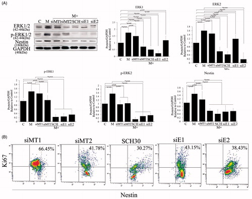 Figure 3. Role of melatonin receptors in melatonin-induced PSC proliferation. Melatonin promoted cell proliferation by activating the ERK pathway. To detect the roles of MT1, MT2 and ERK1/2 in melatonin-treated PSCs, we exposed siMT1, siMT2, siERK1, siERK2 and SCH772984 to melatonin-treated PSCs. (A) Western blotting revealed that melatonin activated the ERK pathway via MT2, and nestin expression levels were positively correlated with activation of the ERK pathway and decreased when siERK1, siERK2 or SCH772984 was exposed to melatonin-treated PSCs. C: control, without melatonin; M: 10 μM melatonin added to PSC culture; siMT1: siRNA of MT1; siMT2: siRNA of MT2; SCH: SCH772984, ERK pathway inhibitor; siE1: siRNA of ERK1; siE2: siRNA of ERK2. Protein abundance was analyzed using ImageJ tools and normalized using endogenous controls. (B) PSC proliferation was assessed using Ki67-marked methods after treatment with different factors for 72 h.