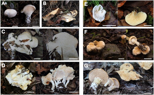 Figure 2. Pictures of basidiomata of seven Hydnum species from East Eurasia. (A) Hydnum cremeoalbum (SFC20181012-04); (B) H. pinicola (KA13-1480); (C) H. orientalbidum (NIBRFG0000113465); (D) H. minus (KA17-0894); (E) H. albopallidum (KA16-1082); (F) H. pallidomarginatum (SFC20180705-81); and (G) H. ventricosum (KA16-0826). Scale bars: 1 cm.