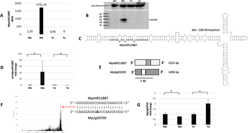 Figure 5. Accumulation profile of liverwort-specific MpmiR11887, its pri-miRNA level, gene structure and target analyses. (A) sRNA NGS sequencing results; normalized read counts are presented above each bar; RPM-reads per million; (B) Northern blot hybridization analysis; U6snRNA was used as RNA loading control; the left side of northern blots shows the RNA marker depicting 17–25 nucleotide long RNAs; (C) Hairpin structure of pre-MpmiR11887; nucleotides highlighted in gray represent MpmiR11887 sequence; the minimum free energy (∆G) of predicted structure is shown above the precursor; (D) RT-qPCR expression level of pri-MpmiR11887; *p-value < 0.05; (E) MpMIR11887 gene structure (upper panel; pri-miRNA – light gray; pre-miRNA-dark gray), putative Mp6g01830 protein-coding gene overlapping with MpMIR11887 gene (lower panel); boxes – exons (UTRs – striped; CDS – white); scale bar corresponds to 1kb; (F) Target plot (T-plot) of target mRNA Mp1g20730 based on degradome data; red arrow points to the mRNA cleavage site; T-plot is accompanied by a duplex of miRNA and its target mRNA; nucleotide marked in bold points to the mRNA cleavage site; (G) RT-qPCR expression level of Mp1g20730; *p-value < 0.05; male vegetative thalli (Mv), antheridiophores (Ma), female vegetative thalli (Fv) and archegoniophores (Fa).