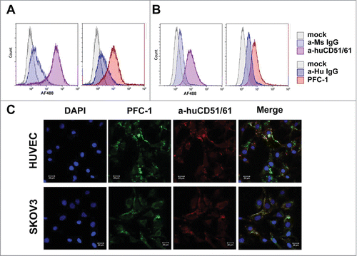 Figure 3. PFC-1 binding to αVβ3 integrin (CD51/61) and co-localization with αVβ3 integrin (CD51/61). Flow cytometry analysis of PFC-1 binding to αVβ3 integrin on (A) HUVEC and (B) SKOV3 cells. Anti-αVβ3 integrin (CD51/61) is in the left panel and PFC-1 is in the right panel. (C). Confocal microcopy of PFC-1 co-localization with αVβ3 integrin (CD51/61) in HUVEC cells (upper panel) and SKOV3 cells (lower panel). The bar scale represents 20 μm.