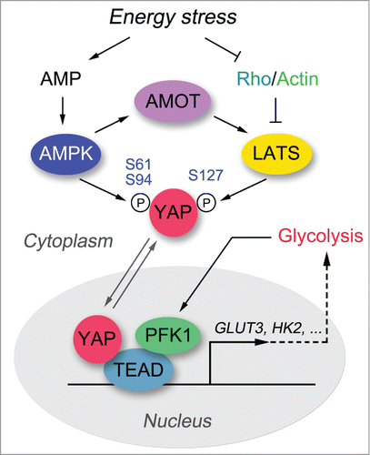 Figure 1. Energy stress regulates the Hippo-YAP pathway. Both AMPK and LATS kinases are activated under energy stress, and once activated phosphorylate YAP at several residues, contributing to the inhibition of YAP transactivation activity. Release from energy stress leads to translocation of YAP into the nucleus, where it forms a complex with TEAD to initiate downstream gene transcription. In addition, a glycolysis enzyme PFK1 has recently been shown to interact with TEAD and maintain the YAP-TEAD complex in the nucleus. The active YAP-TEAD complex promotes cell proliferation, anti-apoptosis, and glycolysis, in part by upregulating GLUT3 and possibly also HK2.