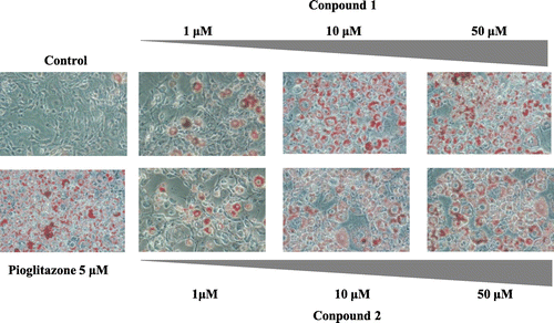 Fig. 4. De novo 13C-FA Synthesis and Lipid Accumulation of 3T3-L1 Adipocytes. Adipocytes treated with pioglitazone or compounds 1,2 (furocoumarins) (1–100 μm) were fixed with 10% formaldehyde/PBS and stained with Oil Red O solution (0.5% Oil Red O-isopropyl alcohol/H2O 3:2, v/v). Microscopy views of representative 3T3-L1 cells (original magnification × 100).