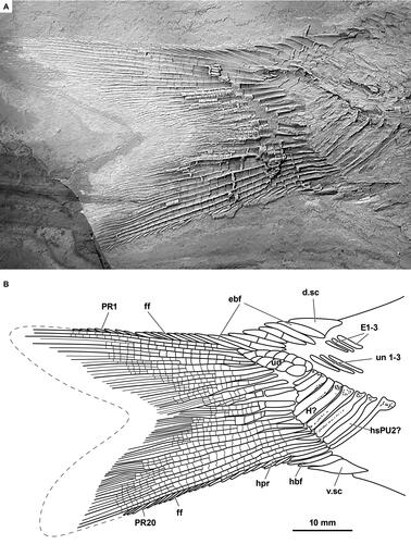 Fig. 8. Aphnelepis australis (AM F120533). A, Caudal fin in lateral view whitened with ammonium chloride. B, Reconstruction of tail from peel (reversed). Abbreviations: d.sc, dorsal caudal scute; E1–3, epural 1–3; ebf, epaxial basal fulcra; ff, fringing fulcra; H, hypural (unnumbered); hbf, hypaxial basal fulcrum; hpr, hypaxial procurrent ray; hsPU2?, possible preural haemal spine 2; PR 1–20, principal rays 1–20; ud, urodermals; un 1–3, uroneural 1–3; v.sc, ventral caudal scute.