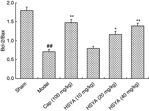 Figure 4. Effect of HSYA on Bax and Bcl-2 protein expression in left ventricular myocardium. Values are expressed as the mean ± SD. Significance was determined by ANOVA followed by Tukey’s test. ##p < 0.01 compared with Sham group. *p < 0.05, **p < 0.01 compared with model group.