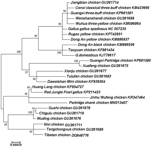 Figure 1. Molecular phylogenetic analysis by ML method based on the complete mitochondrial genomes of 26 chicken breeds. The number at each node indicates the ML bootstrap support values. GenBank accession numbers are given after the species name.