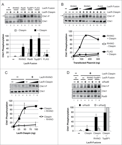 Figure 6. Artificial tethering of RHINO to chromatin induces Chk1 phosphorylation in a Claspin- and Rad9-dependent manner. (A) NIH2/4 cells containing the LacO array were transfected with the indicated combinations of plasmids encoding LacR-Claspin, LacR-RHINO, or LacR-FLAG fusion proteins. Cell lysates were examined by immunoblotting with anti-phospho-Chk1 (Ser345) and anti-Chk1 antibodies. The arrow indicates the specific phospho-Chk1 signal, which migrates slightly above a non-specific band that is present in NIH2/4 cell lysates. The strength of the specific phospho-Chk1 signal relative to the non-specific band varied depending on the cell transfection efficiency. The graph shows the average and standard deviation from 3 independent experiments, in which the maximum phospho-Chk1 signal for each experiment was set to a value of 100. (B) Cells were transfected and analyzed as described in (A). (C) Cells were transfected with the indicated LacR-fusion construct in the absence or presence of LacR-Claspin. (D) Cells were transfected or not with Rad9 siRNA and were then transfected with the indicated LacR-fusion constructs.