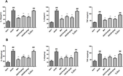 Figure 4 ISO mitigated the increase of inflammatory cytokines in serum and kidney of db/db mice. (A). Levels of IL-1β, IL-6 and TNF-α in mice serum. (B) Levels of IL-1β, IL-6, and TNF-α in mice kidney. All data presented as mean±SD (n=10). Compared with control: ##P<0.01. Compared with model: **P<0.01.