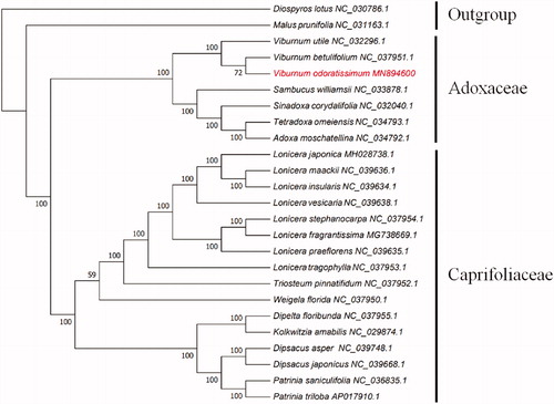 Figure 1. Phylogenetic tree of 23 species in Adoxaceae and Caprifoliaceae constructed by complete cp genomes with Rosaceae and Ebenaceae as outgroups. The position of V. odoratissimum is shown in red and bootstrapping values are listed for each node.