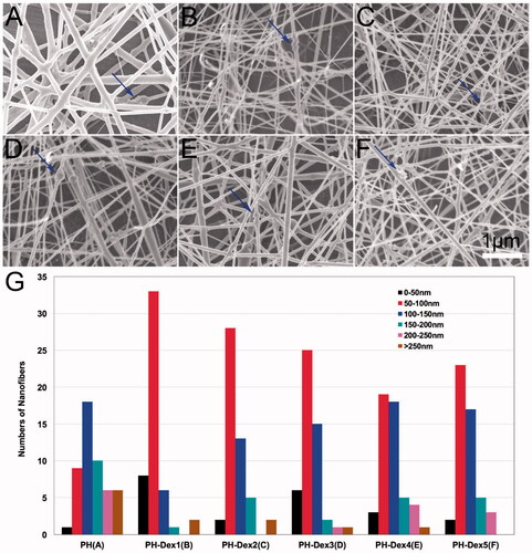 Figure 2. Characterization of Dex loaded PH nanofibrous scaffolds. (A) PH group, (B) 5% Dex loaded PH group, (C) 2% Dex loaded PH group, (D) 1% Dex loaded PH group, (E) 0.5% Dex loaded PH group, (F) 0.25% Dex loaded PH group. (G) Fiber diameter distribution of various scaffolds. Blue arrows indicate nano-hydroxyapatite aggregation.