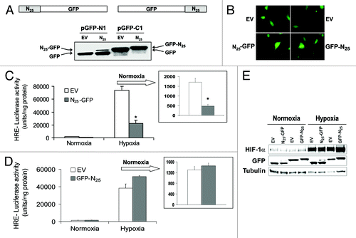 Figure 2. GFP position in N25 polypeptide was critical for inhibition of HIF-1 transcriptional activity. N25 was tagged with GFP on either its C terminus or N terminus using the retroviral vector pGFP1-N1 or pGFP1-C1, respectively. Together with their respective empty vectors (EVs), were infected into PC-3 cells to stably express GFP-tagged N25 or GFP only. The cells were analyzed (A) by SDS-PAGE and immunoblotting with anti-GFP antibody or (B) by fluorescent microscopy (×40). (C) PC-3 cells expressing N25-GFP or (D) GFP-N25 and their respective EVs were transiently transfected with the HRE-luciferase reporter plasmid. After 24 h, the cells were subjected overnight to hypoxia or normoxia. Columns, mean (n = 3); bars, SD; *P < 0.05 compared with EV. Normoxia results are presented in the inset. (E) PC-3 cell stably expressing GFP-tagged N25 were grown under normoxia or hypoxia. After 16 h, cells were harvested and whole cellular extracts were prepared, analyzed by SDS-PAGE, and immunoblotted with antibodies to HIF1α, GFP, and tubulin.
