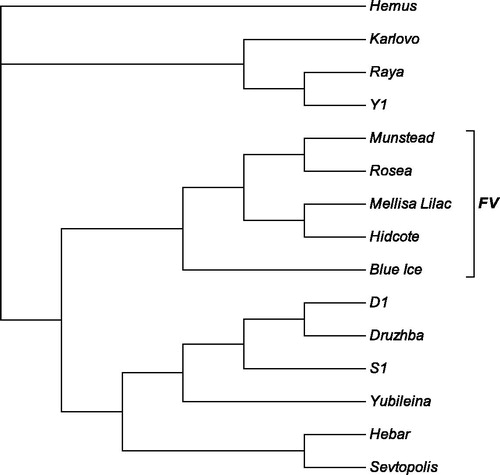 Figure 1. Neighbour-joining phylogenetic tree constructed from SRAP data following analysis of Bulgarian industrially cultivated lavender essential oil varieties and breeding lines, and foreign lavender cultivars. The names of the analyzed varieties and breeding lines are shown on the right. The cluster formed by foreign varieties is designated with the abbreviation ‘FV’.