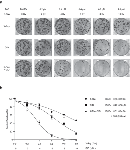 Figure 4. Diosmetin sensitizes EC cells to ionizing radiation