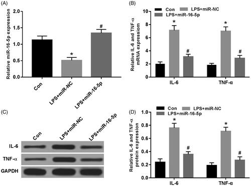 Figure 2. Effects of miR-16-5p overexpression on the expression of IL-6 and TNF-α in A549 cells treated with LPS. (A) The expression level of miR-16-5p in A549 cells after overexpression miR-16-5p; (B) The effect of overexpression miR-16-5p on the mRNA expression of IL-6 and TNF-α in A549 cells treated with LPS; (C,D) Overexpression of miR-16-5p on the protein expression of IL-6 and TNF-α in A549 cells treated with LPS, compared with Con group, *p < .05; compared with LPS + miR-NC group, #p < .05.