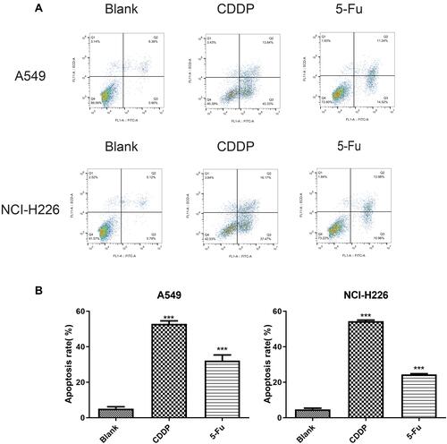 Figure 2 The result of Annexin V/PI experiments on both A549 and NCI-226 cell lines. (A) The cells were measured by flow cytometric analysis. (B) The apoptotic rate. ***P<0.001 vs Blank group