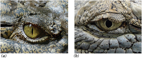 Figure 4. Crocodilian pupils (a) slit-shaped pupil; (b) dilated pupil post-captive bolt stunning (after 3-minute assessment period).