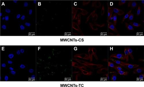 Figure 8 Laser confocal microscopy for MWCNTs-TC and MWCNTs-CS.Notes: (A and E) Cell nucleus (DAPI); (B and F) MWCNTs (Alexa Fluor® 488); (C and G) microtubules (Alexa Fluor® 555); and (D and H) merge.Abbreviations: MWCNTs-CS, chitosan-conjugated multiwalled carbon nanotubes; MWCNTs-TC, transactivator of transcription–chitosan-conjugated multiwalled carbon nanotubes; DAPI, 4′,6-diamidino-2-phenylindole dihydrochloride; MWCNTs, multiwalled carbon nanotubes.