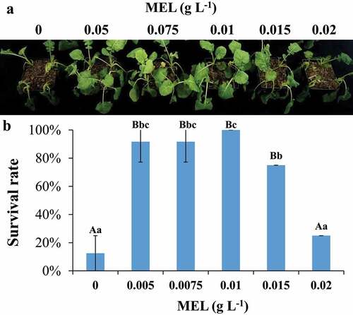 Figure 1. The seedlings were pretreated with melatonin under cold stress. (A) Freezing phenotypes of 3-week-old wild-type seedlings supplemented with or without melatonin. (B) The survival rates of 3-week-old wild-type seedlings supplemented with or without melatonin. The data are the means of three replicates ± SD (n = 3). Uppercase letter indicate significant differences (P < .01) and lowercase letters indicate significant differences (P < .05). Significant differences were identified using one-way ANOVA.