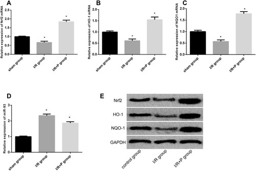Figure 3 Effect of pravastatin on miR-93/Nrf2/ARE. (A) effect of pravastatin on Nrf2 level. (B) effect of pravastatin on HO-1 level. (C) effect of pravastatin on NQO-1 Level. (D) effect of pravastatin on miR-93 expression. (E) Nrf2/ARE pathway protein map.