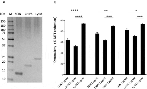 Figure 8. Cytotoxicity of the SCIN and CHIPS proteins. (a) LDS-PAGE analysis of the purified S. aureus SCIN and CHIPS proteins, and the LysM domain of the S. aureus Sle1 protein. (b) To assay the cytotoxicity of SCIN, CHIPS and LysM domain, HeLa cells were incubated with different amounts of the purified proteins for 24 h. Subsequently, the viability of the HeLa cells was assayed by measuring the reduction of MTT. The statistical significance of the observed differences in the killing of HeLa cells was assessed using one-way ANOVA and a subsequent Dunnett correction to adjust the P-values (SCIN 5 μg/ml vs. LysM 5 μg/ml, P < 0.0001; CHIPS 5 μg/ml vs. LysM 5 μg/ml, P < 0.0001; SCIN 2 μg/ml vs. LysM 2 μg/ml, P = 0.0053; CHIPS 2 μg/ml vs. LysM 2 μg/ml, P = 0.0003; SCIN 1 μg/ml vs. LysM 1 μg/ml, P = 0.0102; CHIPS 1 μg/ml vs. LysM 1 μg/ml, P = 0.0006). *, P < 0.05; **, P < 0.01; ***, P < 0.001; ****, P < 0.0001; P < 0.05 was considered significant.