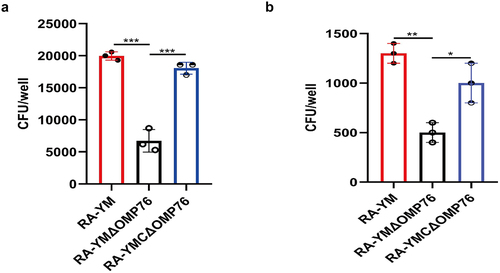 Figure 6. Adhesion and invasion assays of R. anatipestifer RA-YM, R. anatipestifer RA-YMΔOMP76, and R. anatipestifer RA-YMCΔOMP76. (a) Adhesion assays of the RA-YM, RA-YMΔOMP76, and RA-YMCΔOMP76 strains to Vero cells. (b) Invasion assay of the RA-YM, RA-YMΔOMP76, and RA-YMCΔOMP76 strains to Vero cells. All data are mean values of three independent experiments that were analysed by one-way ANOVA. Error bars represent the standard deviations.