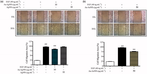 Figure 9. Aa-AgNPs reduces EGF-enhanced migration of A549 lung cancer cells. (a) Gold (Aa-AuNPs) Nanoparticles and (b) Silver (Aa-AgNPs) Nanoparticles analysis of migration ratio (%) within 24 h in wound healing assay. Data are shown as mean ± SEM (n = 3). ###p < .01 vs. Control. **p < .01 vs. EGF-Control.