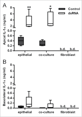 Figure 3. Comparison of IL-1α release from double-stranded RNA (dsRNA)-stimulated human bronchial epithelial cell (HBEC) and fibroblast monocultures with the polarized epithelial mesenchymal trophic unit (EMTU) co-culture model. Apical (A) and basolateral (B) cell-free supernatants were harvested 24 h after challenge with poly(I:C) (1 µg/ml) and assayed for IL-1α and IL-1β by Luminex®. Results for IL-1α release are shown as box plots representing the median with 25% and 75% interquartiles, and whiskers representing minimum and maximum values, n = 3–5. *P ≤ 0.05, **P ≤ 0.01 for comparison between control and poly(I:C) stimulated cultures (Mann-Whitney U test). b.d. indicates levels below the detection limit of the assay. IL-1β was below the level of detection of the assay.