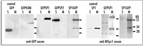 Figure 2 Distribution of GFP fusion proteins between soluble (S) and membrane (M) fractions from transiently transformed protoplasts. GFP fused with none or short fragments from NtSyr1 are labelled by anti-GFP antiserum immunostaining; GFP fused to full length NtSyr1 can be immunolabelled also by anti-NtSyr1 serum.