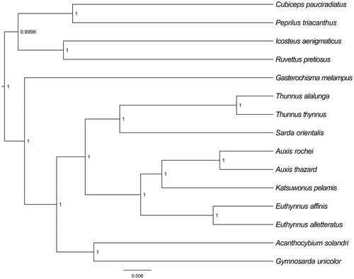 Figure 1. The Bayesian inference phylogenetic tree for Scombriformes based on mitochondrial PCGs and rRNAs concatenated dataset. The gene’s accession numbers for tree construction are listed as follows: Auxis rochei (AB103468), Katsuwonus pelamis (AB101290), Euthynnus alletteratus (AB099716), Euthynnus affinis (KM651783), Thunnus alalunga (KP259549), Thunnus thynnus (AB097669), Sarda orientalis (AP012949), Acanthocybium solandri (AP012945), Gymnosarda unicolor (AP012510), Gasterochisma melampus (JN086156), Cubiceps pauciradiatus (AP006038), Icosteus aenigmaticus (AP006026), Ruvettus pretiosus (AP012506), Peprilus triacanthus (AP012518).