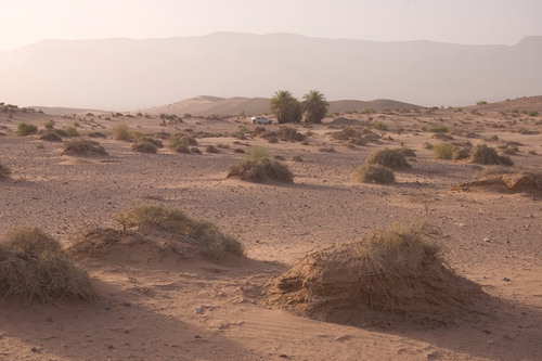 General photograph of the Barqa region of Wadi Faynan (looking South). The light grey material lying on top of the sand is a ‘pavement’ almost exclusively comprised of Epipalaeolithic chipped stone artefacts