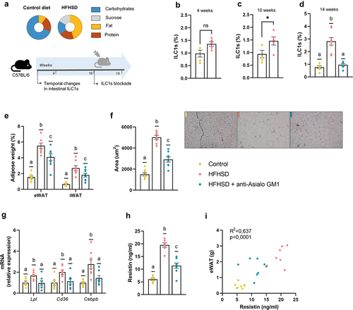 Figure 1. Obesogenic diet boosted ILC1s in the gut and adipose tissue expansion countered by ILC1s depletion (a) Schematic representation of the experimental design. (b–d) ILC1s (percentage of LIN− cells of total intestinal epithelial cells) in the small intestine at 4 weeks, 10 weeks, and 14 weeks, respectively (n = 5–8). (e) Weight of epididymal and inguinal white adipose tissue (eWAT and iWAT, respectively) (n = 8). (f) adipocyte area (n = 8) and representative images of the histological staining of visceral adipose tissue (8×). (g) Expression of markers of fatty acid uptake and adipogenesis, Lpl, Cd36 and Cebpb (n = 7–8). (h,i) Plasma resistin levels and correlation between resistin levels and eWAT content (n = 7–8). Bars represent the mean ± SEM and biological replicates are shown as individual dots. For normally distributed data statistical analyses were performed by t-test or ANOVA, as appropriate, followed by post hoc Tukey’s multiple comparison test. Welch’s correction was applied when variances were not equally distributed. Non-normally distributed data were analyzed with the Mann-Whitney or Kruskal-Wallis test (as appropriate) followed by Dunn’s multiple comparisons test. Correlations were calculated with Pearson’s test. “*” p < .05. Data with different superscript letters are significantly different at p < .05.