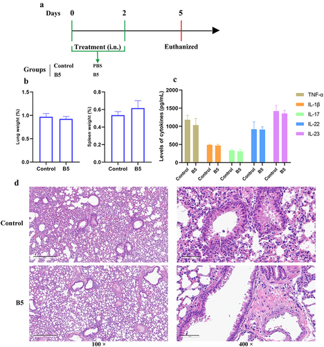 Figure 3. Intranasal B5 safety evaluation. a, schematic representation of treatment model. Mice were treated through intranasal route with 20 μg of B5 (twice, 2-d interval). Three days after the last treatment, mice were euthanized for safety evaluation. b, weight of lung and spleen tissues after treatment with B5. c, levels of TNF-α, IL-1β, IL-17, IL-22 and IL-23 in lungs. d, histopathological images of lungs performed with HE staining (left images scale bar: 300 μm; right images scale bar: 60 μm). Data shown are means ± SD. Data are representative of two independent experiments (n = 3 mice per group). The significance of differences between two groups was determined by Student’s t-test.