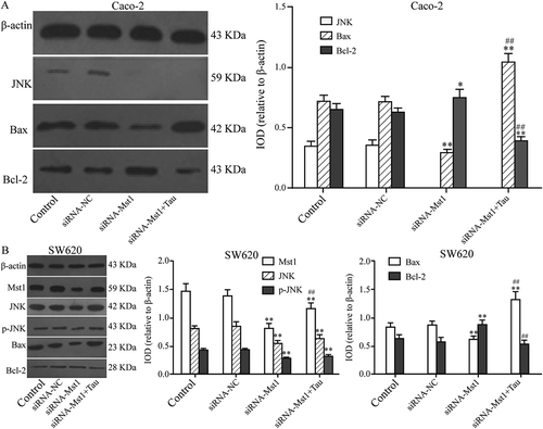 Figure 8. Impact of silencing Mst1 on apoptosis-related proteins in Tau-regulated CRCs. In contrast to group siRNA-Mst1, the protein expression of Bax increased and Bcl-2 decreased significantly in group siRNA-Mst1+ Tau in both Caco-2 and SW620. *P < 0.05, **P < 0.01 vs group Control or siRNA-NC; #P < 0.05, ##P < 0.01 vs group siRNA-Mst1.