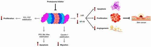 Figure 3. Consequences of proteasome inhibition