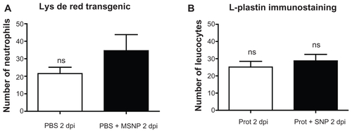 Figure S1 Morphometric analysis of immune cells in lysC::DsRED2 transgenic embryos. (A) Number of neutrophils 2 days post-injection (dpi) of phosphate-buffered saline (PBS) (veh) and mesoporous silica nanoparticles (MSNPs). (B) L-plastin+ leukocytes 2 dpi of PBS (veh) and MSNPs.