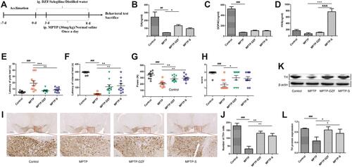 Figure 1 Neuroprotective effects of DZF on dopaminergic neurons in MPTP-induced parkinsonian mice. (A) The schematic diagram of animal modeling and administration experiment. DZF significantly resulted protected from MPTP induced reductions in (B) DA, but is insensitive to its metabolite (C) DOPAC and (D) HVA. DZF improves MPTP-induced locomotor activity dysfunction including (E) pole, (F) rotarod, (G) grip, and (H) traction test. (I) Immunohistostaining for TH (dopaminergic neuron marker) in the SNpc. (J) Quantitative analysis of the number of TH-positive cells in the SNpc. (K) Representative Western blot of midbrain TH expression. (L) The intensity of bands was quantified with Image J software and quantitative data for TH following normalization to β-actin. Data represent the means ± SEM; Statistics one-way ANOVA; ##P < 0.01, ###P < 0.001 vs Control group; *P < 0.05, **P < 0.01, ***P < 0.001, vs MPTP group; &&&P < 0.001 vs MPTP-DZF group, n = 10 for behavioral test and HPLC analysis. n = 3 for immunohistochemical and Western blotting.