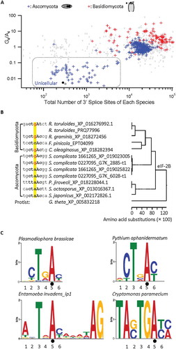 Figure 3. Relationship between the G4/A4 ratio and the total number of 3ʹ splice sites of different genomes and the G4 – A4 evolvement among different species. A. G4/A4 ratio versus the number of 3ʹ splice sites in each of 503 fungal species (395 Ascomycota, 108 Basidiomycota), in logarithmic scales. Blue markers boxed in grey-dotted line: unicellular Ascomycota species. Grey markers: C−3/T−3 (spades) or G−4/A−4 (dots) ratios of the 3ʹ splice site of 470 or 488 fungal genomes as controls for comparison. B. The G4 or A4 within the potential branchpoint motifs of a 3ʹ splice site of the conserved eIF-2B beta gene in different species/strains. The homology tree is according to the eIF-2B beta proteins (with protein IDs) aligned by ClustalW. Note that both S. Complicata strains contain duplicated eIF-2B beta genes. C. The branchpoint MEME motifs of four protist species also containing G4 and/or A4. Note that the E. invadens branchpoint A has a fixed position (−8) relative to the 3ʹ AG, and the C. paramecium consensus has extra nucleotides beyond the 6 positions focused in this study. Black dot: the branchpoint A. The nucleotide positions are numbered according to the consensus sequence in Fig. 1A.