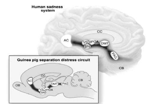 Figure 1. Human and animal sadness and animal separation-distress/GRIEF systems. Animal data comes from mapping of separation distress circuits with localized electrical stimulation in guinea pigsCitation40 and human data from PET imaging of affective states by Damasio's group.Citation41 AC, anterior cingulate; VS, ventral striatum; dPOA, dorsal preoptic area; BN, bed nucleus of the stria terminalis; DMT, dorsomedial thalamus; PAG, periaqueductal gray