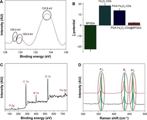 Figure 2 Characterization of GP-PGA-Fe3O4-CDs@BPQDs nanoplatform.Notes: (A) XPS spectrum of the P 2p peaks from the BPQDs; (B) ζ-potential of as-prepared samples from different steps; (C) survey XPS spectrum of GP-PGA-Fe3O4-CDs@BPQDs; (D) Raman scattering spectra of BPQDs and GP-PGA-Fe3O4-CDs@BPQDs.Abbreviations: XPS, X-ray photoelectron spectroscopy; BPQDs, black phosphorus quantum dots; GP, genipin; PGA, polyglutamic acid; CDs, carbon dots.