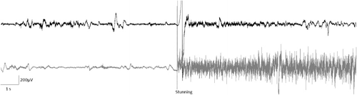 Figure 5. EEG recording. See here an example of the EEG traces from the experimental animals before and after the stunning by means of the two methods used in this study. Penetrating captive bolt stunning (trace on black), electrical shock (trace ongrey).